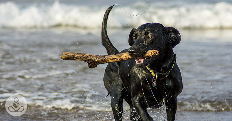 Keep Your Dogs Away From The Tempting Ocean This Summer. Saltwater Could Be Lethal To Them