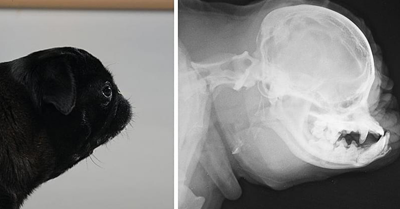 Top vets urge dog lovers to stop buying pugs and bulldogs