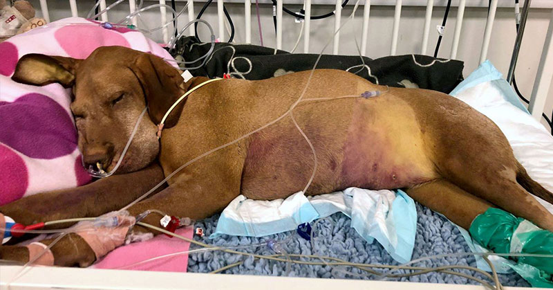 Xylitol: A Deadly Danger to Dogs - Featured image