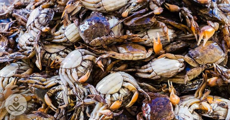Experts Warn That ‘Flesh-Eating’ Bacteria May Be Spreading To Seafood, Beaches Due To Climate Change - Featured image