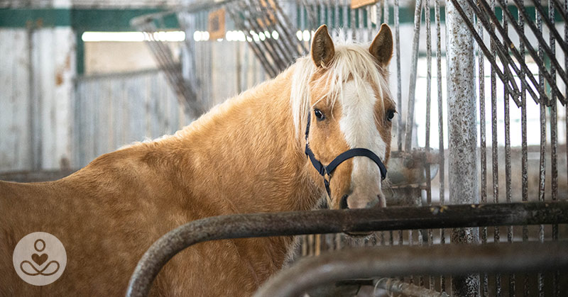 This Meat Trade Is Killing Horses By the Thousands, and No One Is talking About It