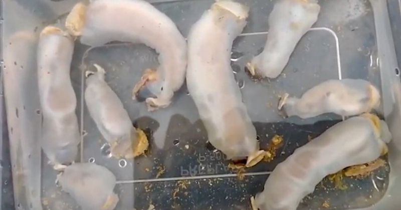 Eats Rocks, Poops out Sand: Meet the New Species of Shipworms