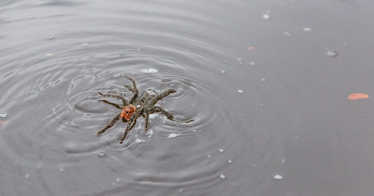 Summer Horrors: This Video of a Tarantula Leisurely Swimming across Water Will Definitely Give You the Chills - Featured image