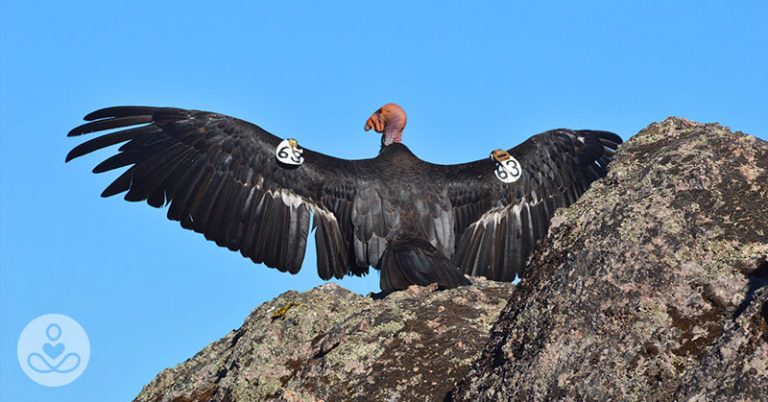 Once Nearly Dead As The Dodo, California Condor Comeback Reaches 1,000 Chicks - Featured image