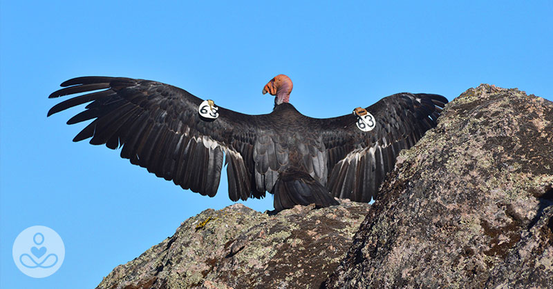 Once Nearly Dead As The Dodo, California Condor Comeback Reaches 1,000 Chicks