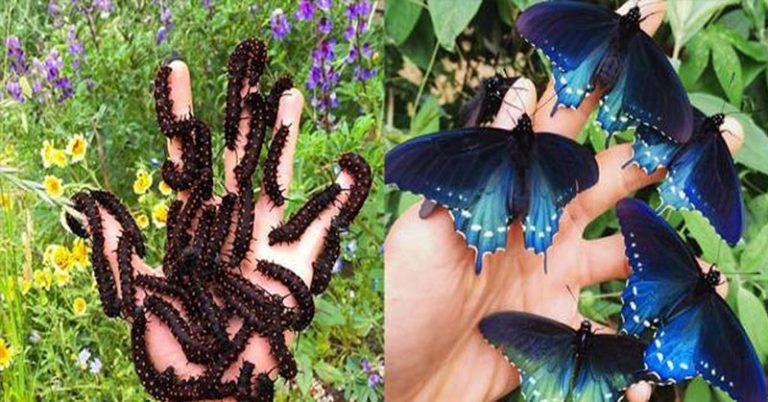 Scientist Repopulates a Rare Butterfly Species In His Backyard - Featured image