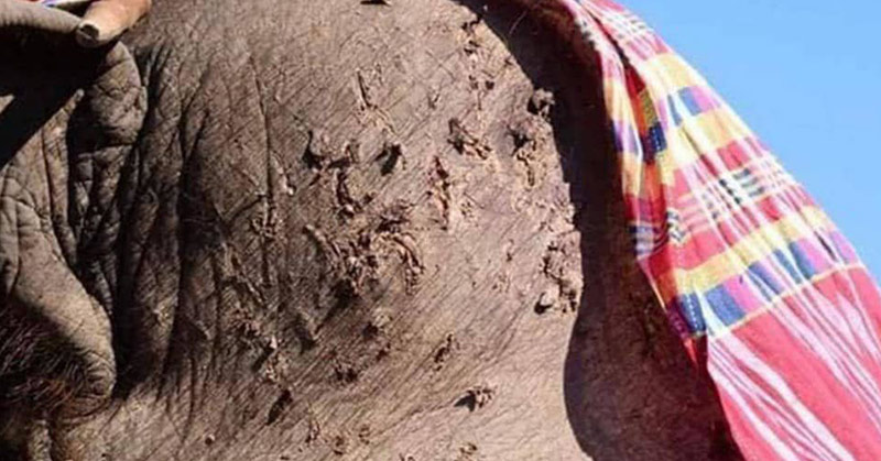 This Is Why Tourists Should Stop Riding Elephants In Thailand