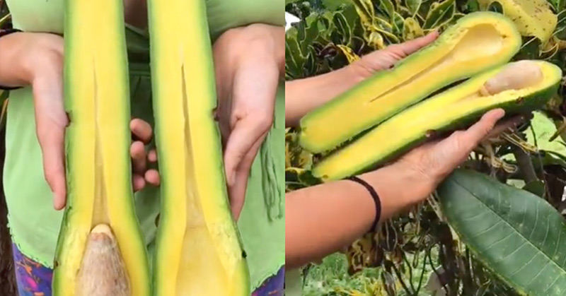 Massive ‘Long-Neck’ Avocados are a Thing, and They aren’t Cheap