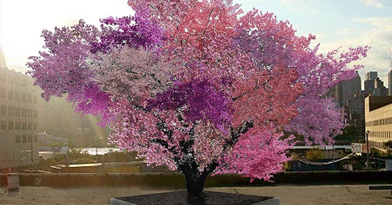 The Tree of 40 Fruit is indeed a coat of many colors