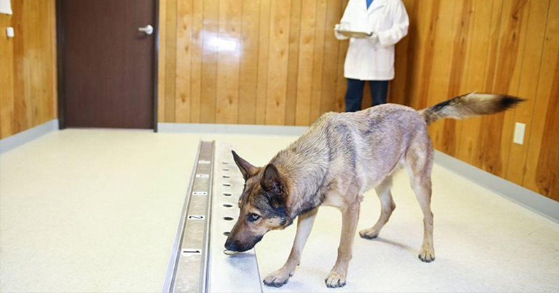 Another Reason to Love Your Dog – They Can Sniff Out Cancer!