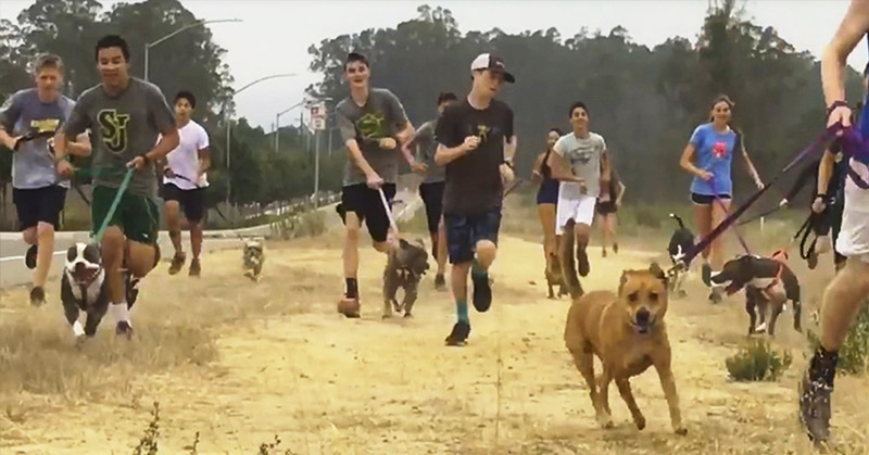 High-School Cross-Country Team Brings Lonely Shelter Dogs Along On Their Morning Run