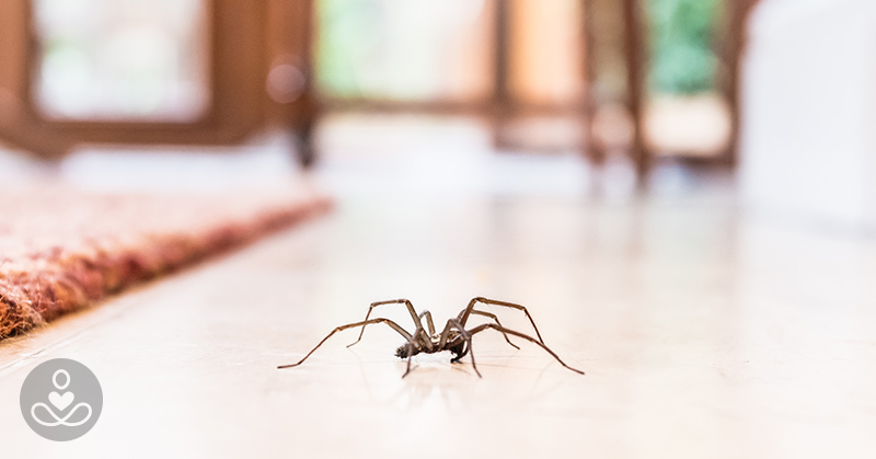 What You Should Do When You Find a Spider in Your Home