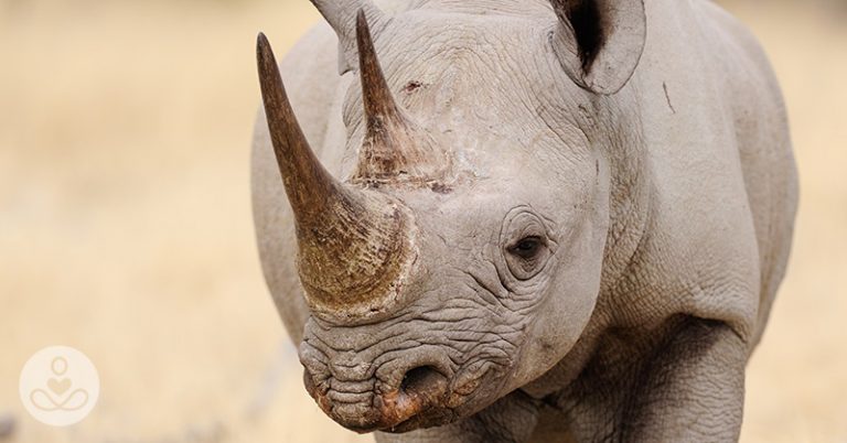 Trophy Hunter Seeks to Import Parts of Rare Rhino He Paid $400,000 to Kill - Featured image