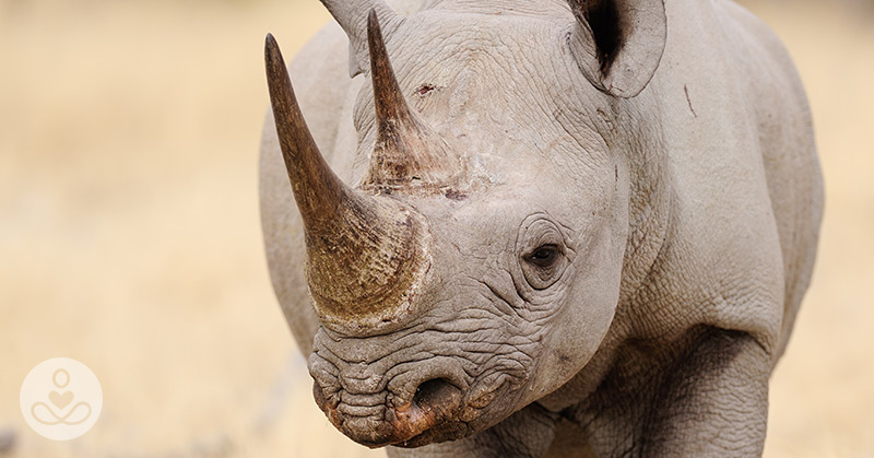 Trophy Hunter Seeks to Import Parts of Rare Rhino He Paid $400,000 to Kill