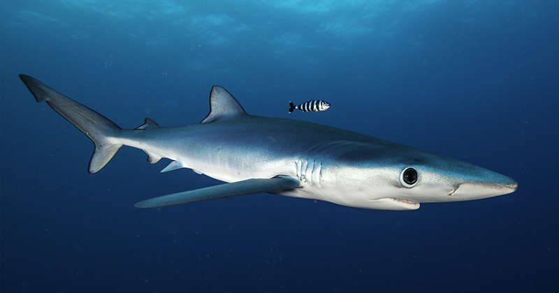 Blue Shark Horrifically Served at Seafood Festival