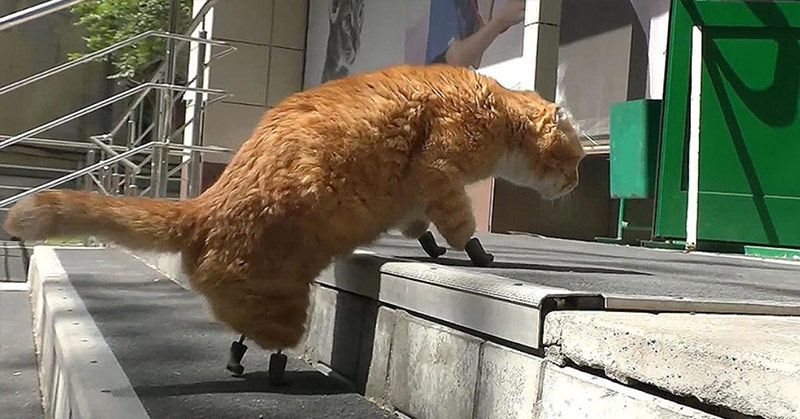 Meet the Frostbitten Cat That Has Become the First in the World to Receive Four Prosthetic Limbs - Featured image