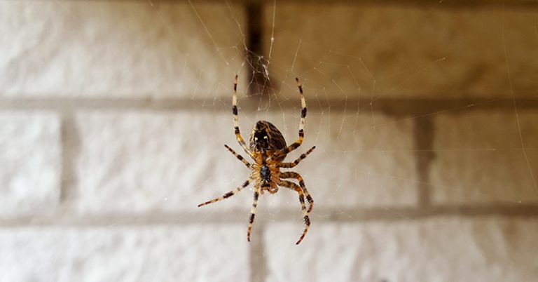 Amazing DIY Hack To Help Keep Spiders Out Of The House - Featured image