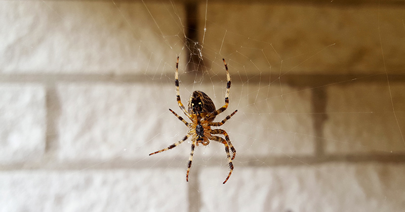 Amazing DIY Hack To Help Keep Spiders Out Of The House
