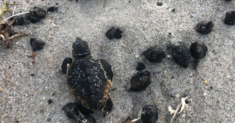 Baby Sea Turtles Found Burnt To Death on Florida Beach