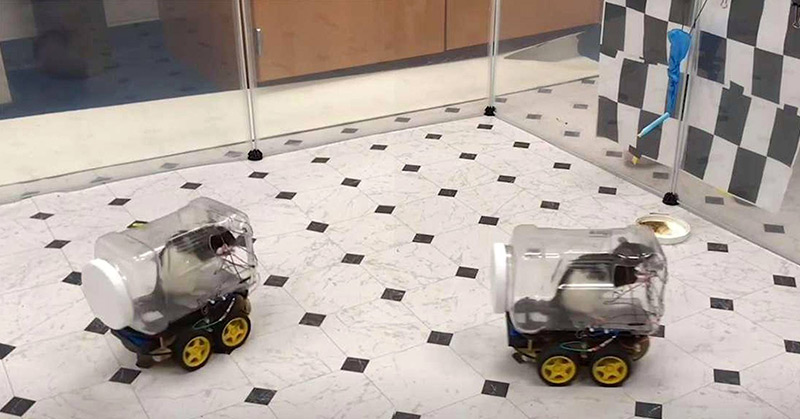 Teaching Rats To Drive Tiny Cars Helps Them Relax, Scientists Discover