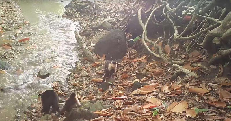 A Group Of Monkeys Have Entered The Stone Age