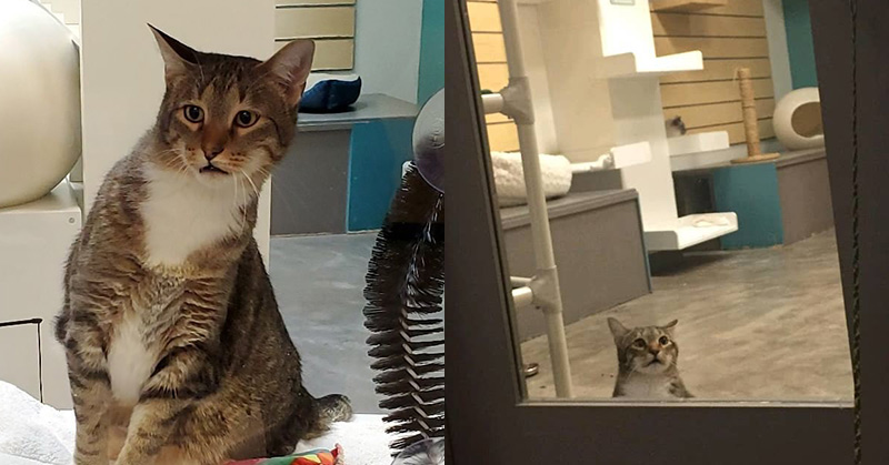 This Shelter Cat Got Solitary Confinement For Helping Other Cats Escape