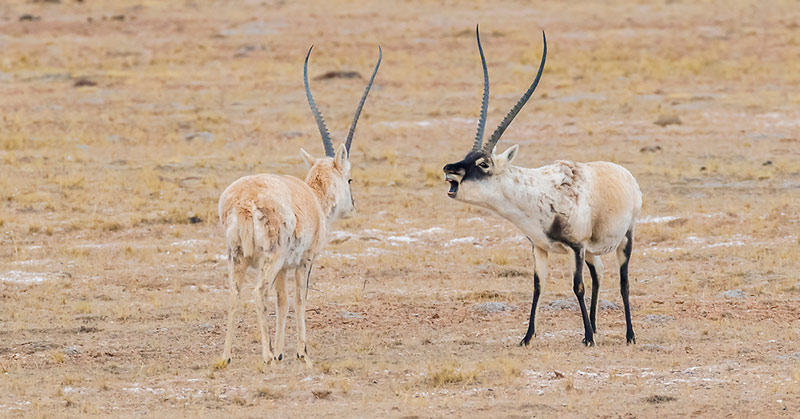 Rare Antelopes Are Being Killed To Make $20,000 Scarves
