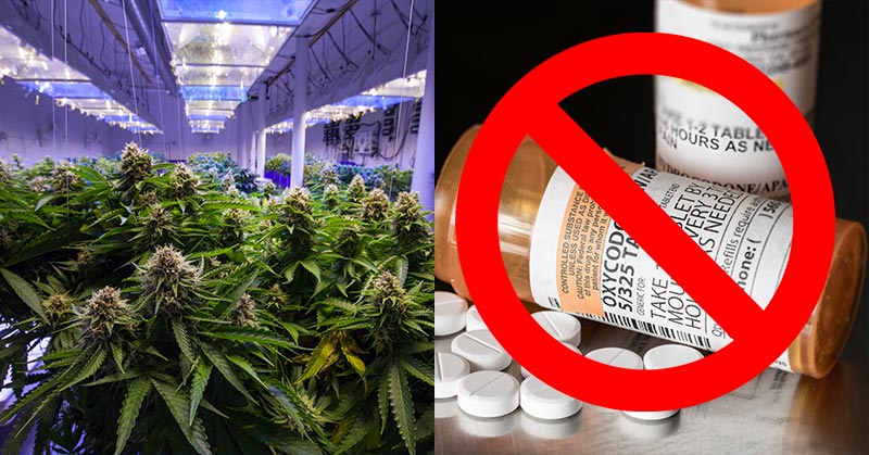 Cannabis Might Help Curb Chronic Pain, Reducing the Need for Opioids