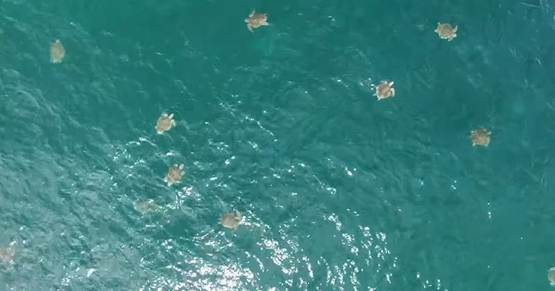 Drone captures the largest swarm of sea turtles ever filmed