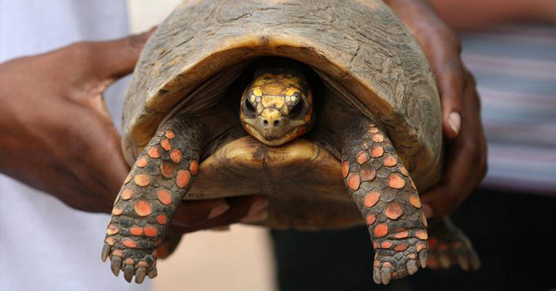 30 Years Later, This Brazilian Family Cleaned Out Their Storage Room and Found Their Long-Lost Pet Tortoise