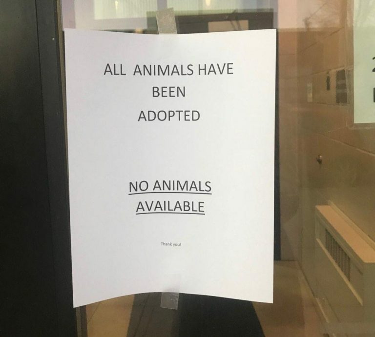 Every Animal in the Minneapolis Care Shelter Was Adopted For the Holidays - Featured image