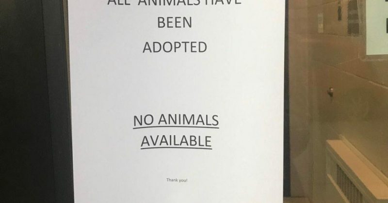 Every Animal in the Minneapolis Care Shelter Was Adopted For the Holidays