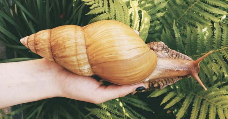 People Are Buying Giant Snails the Size of Small Dogs As Pets. - Featured image