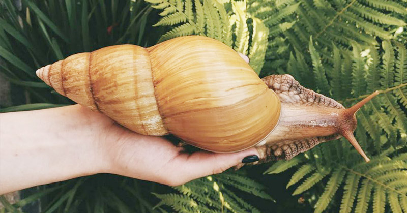 People Are Buying Giant Snails the Size of Small Dogs As Pets.