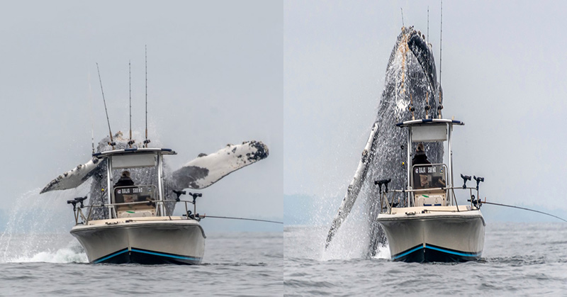 Enormous Humpback Whale Filmed Jumping Next To A Fishing Boat