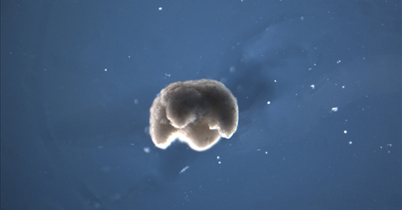 Scientists Create First “Living Robots” Made Entirely Of Living Cells