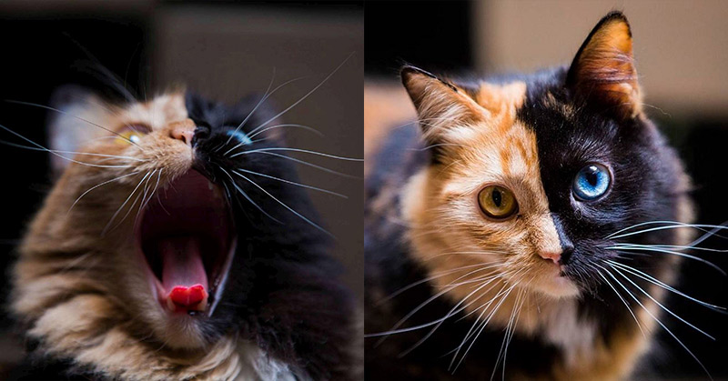 Have You Ever Seen A ‘Chimera’ Kitten? It’s The Cutest Of Nature’s ‘Accidents’