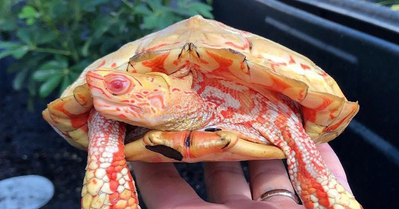This Albino Turtle Is Absolutely Stunning - Featured image