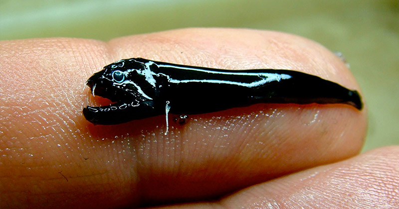 When Researchers Discovered an Underwater Volcanic Range it was Teeming With New Scary-looking Fish Species