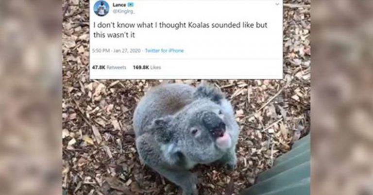 People Have Just Learned What Koalas Sound Like, And It’s Not How You’re Imagining It - Featured image