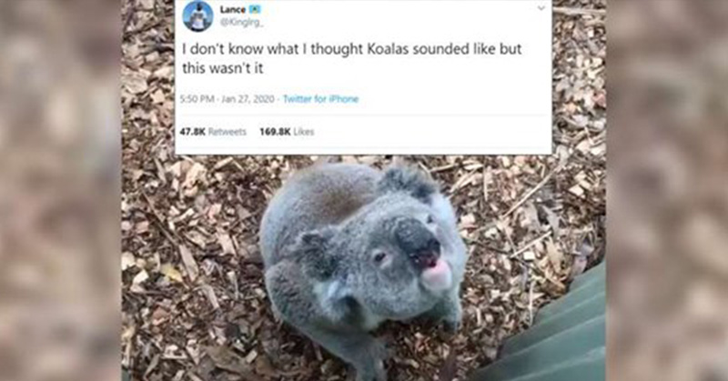 People Have Just Learned What Koalas Sound Like, And It’s Not How You’re Imagining It