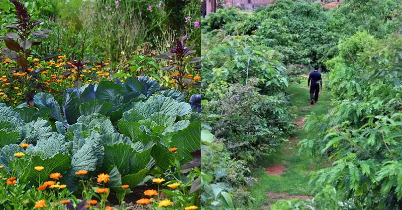 Forest garden with over 500 edible plants requires only a few hours of work monthly