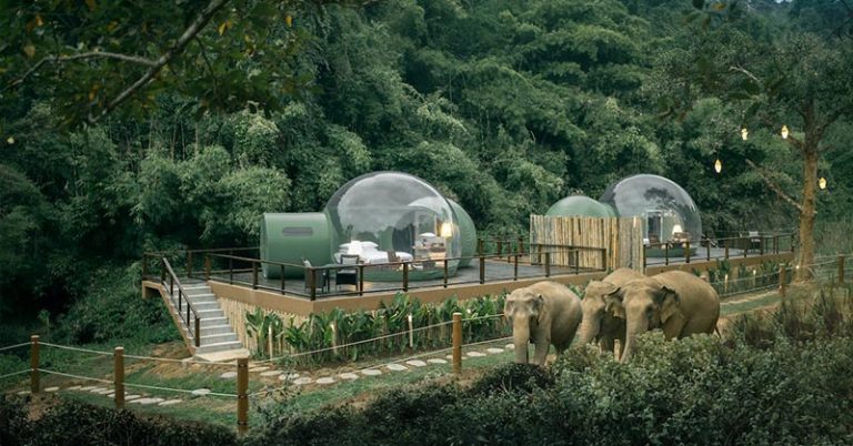 You can sleep in a see-through ‘Jungle Bubble’ surrounded by rescue elephants - Featured image