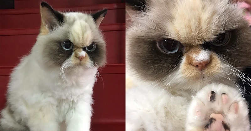 The World Has A New Grumpy Cat, And She’s Grumpier Than Ever - Featured image
