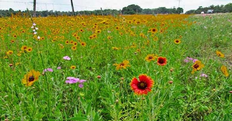 Minnesota Will Pay Homeowners to Replace Lawns with Bee-Friendly Wildflowers, Clover and Native Grasses - Featured image