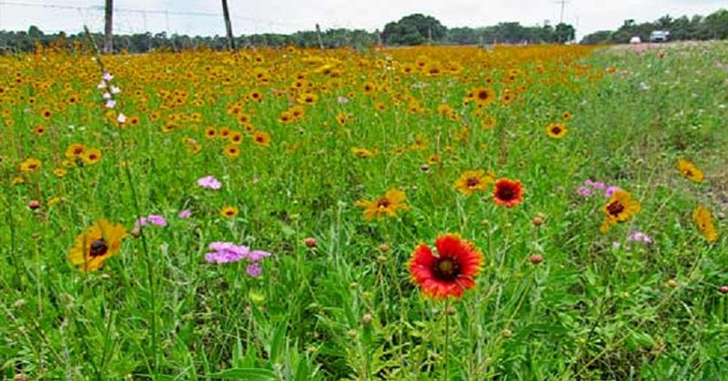 Minnesota Will Pay Homeowners to Replace Lawns with Bee-Friendly Wildflowers, Clover and Native Grasses
