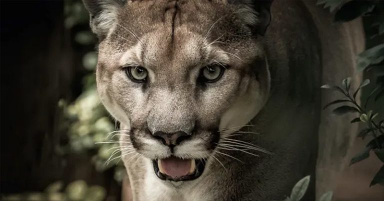The Eastern Puma Has Been Officially Declared Extinct - Featured image