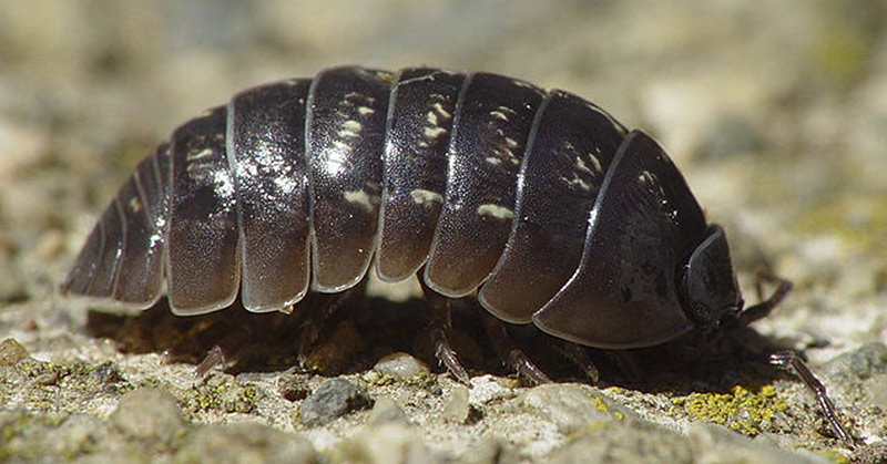 Study Finds ‘Rollie Pollies’ Remove Heavy Metals From Soil, Protects Groundwater