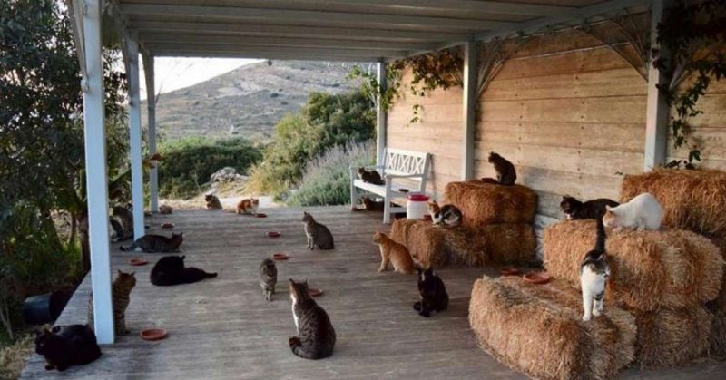 This Cat Sanctuary Has a Caretaker Who Lives On a Greek Island With 55 Cats