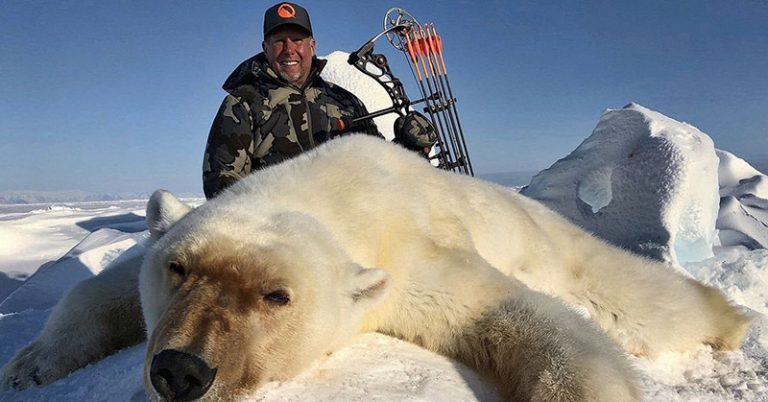 Expert Warns Trophy Hunting Could Push Polar Bears To Extinction - Featured image